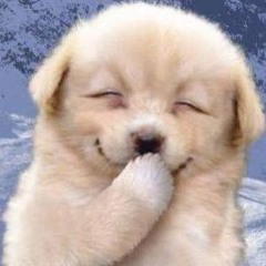 Dingo