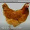 galinha