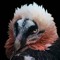 harpy