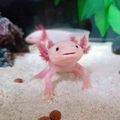 Blobby