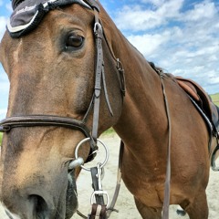 An equastrian K-pop fan