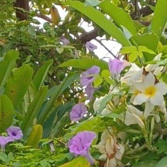 Aishath Firusha