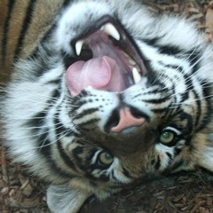 MayaaA.... ╰⁠(⁠⸝⁠⸝⁠⸝⁠´⁠꒳⁠`⁠⸝⁠⸝⁠⸝⁠)⁠╯ 💕