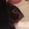 Autistic Rat