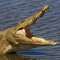 crocodilemunchrr