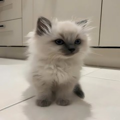 GGlovely