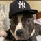 NYC_SHOT
