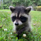Frolicking Racoon