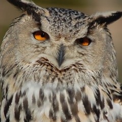 Mili  Shitty Flowers (Miracle Milk)