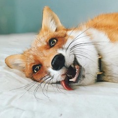 AxerTheFox