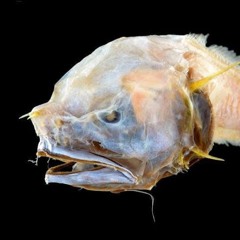 Ass Fish