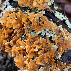 pseudobranchus
