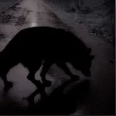 x the glitched wolf🪶🐾🐺