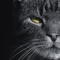 mohamad_javad_369