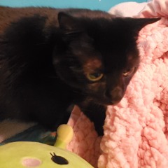 Wendie