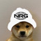 nrg doggo lol