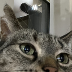 levvy