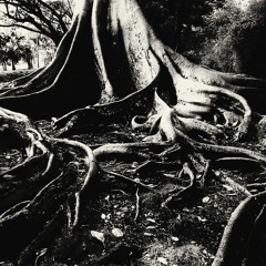 Root_Rednile