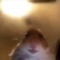 Monke