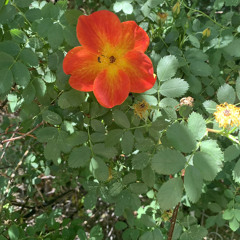 Christine Charpentier