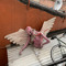 Chimera