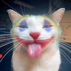 clown cat