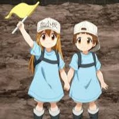 platelets