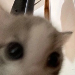 aymeko
