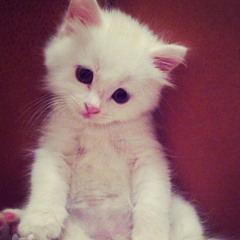 viksxmeow