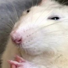 yuecnk