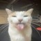 SillyAhhCat