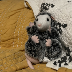 curious possum