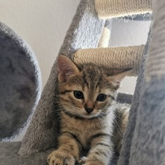 kikosmib
