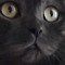 1nekomata