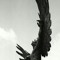Corbeau