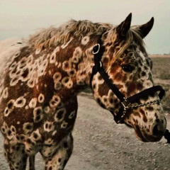 sisyphus & the ghost crusader