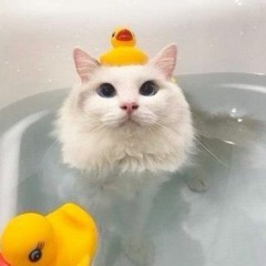 uwucat