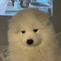 aki