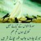 Emaan Xoni