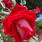 03Roses