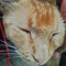 cat Qeen