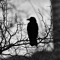 sad.crow