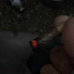 1503_$hooter