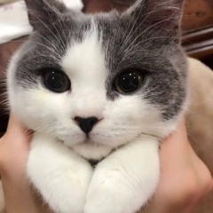 кот на аве это я