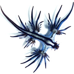 stefaet