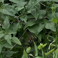 whoslump?