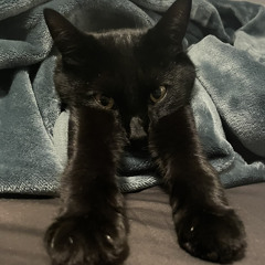 cedrikea ꒰⑅ᵕ༚ᵕ꒱˖♡