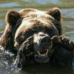 Bear S