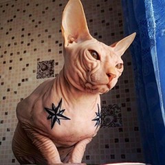 дарк барбос