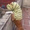 Diogo